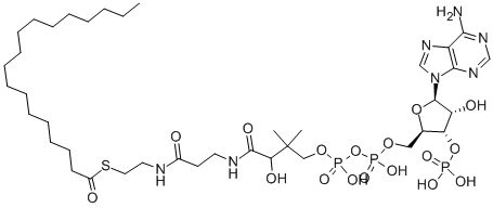 CAS 登录号：362-66-3， 辅酶 A-S-硬脂酸酯