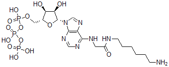 CAS#: 55860-26-9， N(6)-((6-Aminohexyl)Carbamoylmethyl)Atp