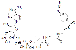 CAS#: 63550-94-7， 4-Azidobenzoyl-Coenzyme A