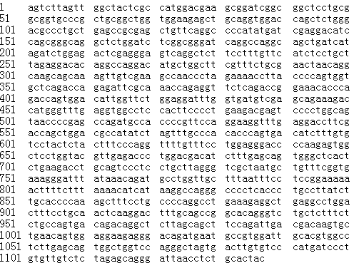 Caspase-9 beta (human MKN-74 cell isoenzyme beta) molecular structure (CAS 265294-58-4)