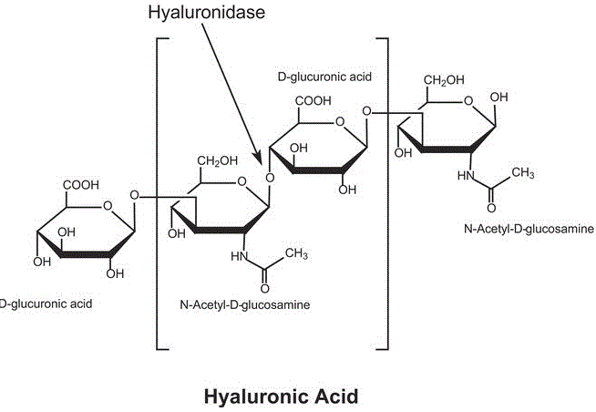 Hyaluronidase (cow testis isoenzyme) molecular structure (CAS 37326-33-3)